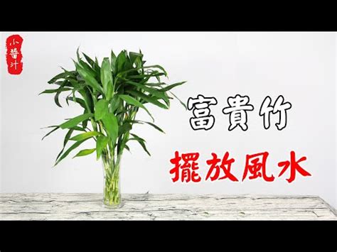 開運竹放陽台|開運竹可以放家裡嗎？化陰為陽，開運祕訣大公開 